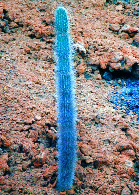 04-03-13_ Bartolom��_Lava Cactus_A Leafless Clump-Forming Species ��Ҷ��״����0001.JPG