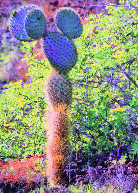 04-03-13_ Bartolom��_Cactus-20001.JPG
