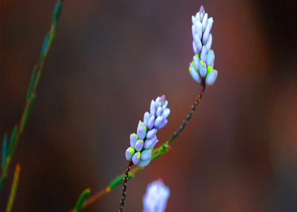04-03-13_ Flower_Lupines ���ȶ�0001.JPG
