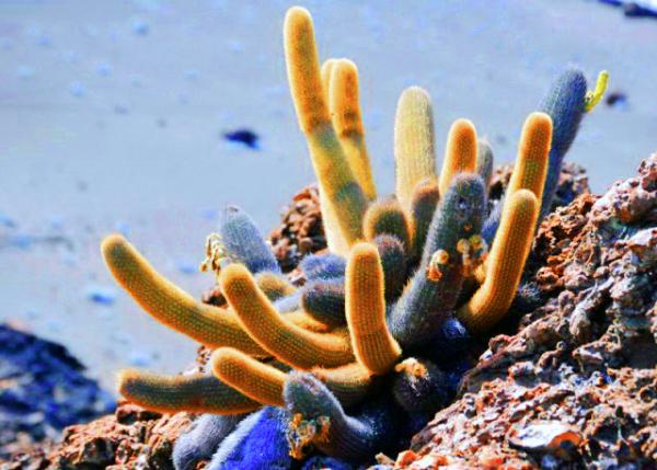 04-03-13_ Bartolom��_Lava Cactus-60001.JPG