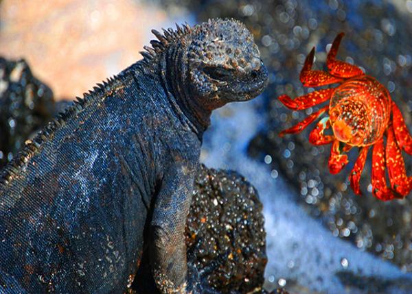 04-04-13_ Marine Iguana_to Sneeze Salt out of Its Nose�����῿�����磬�����ಿ���ɱ����ų�����-10001.jpg