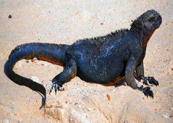 04-04-13_ Marine Iguana_Imp of Darkness �ڰ���ͯ0001.JPG