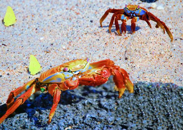 04-04-13_ Sally Lightfoot Crab & Butterfly -10001.jpg