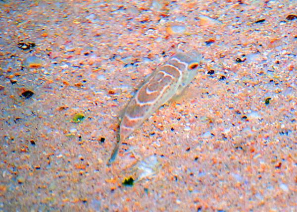 04-04-13_ Marine Puffer Fish ��������0001.JPG