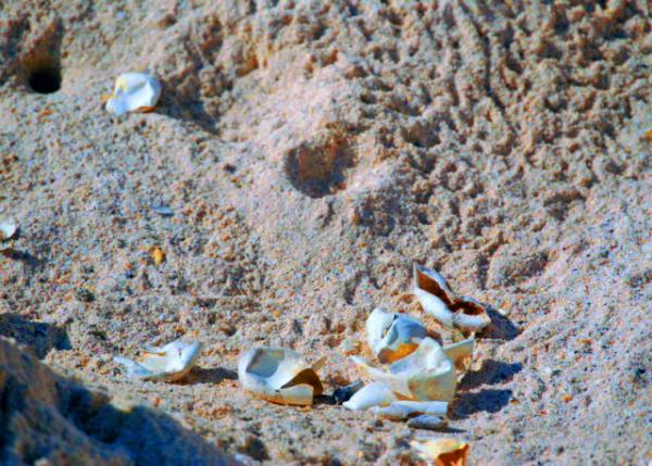 04-04-13_ Green Sea Turtle Nests �������̺��군Ƥ���̺�����0001.JPG