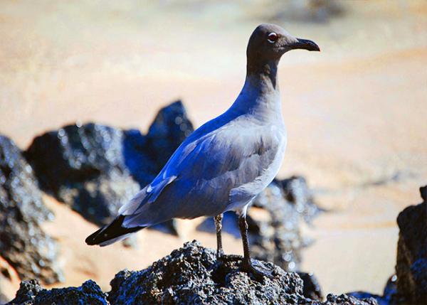 04-04-13_ Lava Seagull0001.jpg