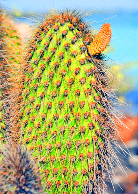 04-04-13_ Opuntia Flowers-30001.JPG