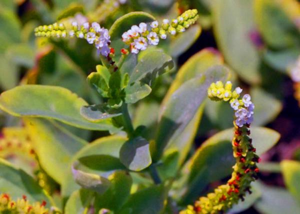 04-04-13_ Flora on Bachas Beach0001.JPG