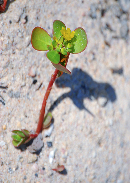 04-04-13_ Gal��pagos Purslane, a Symbol of Resilience, Adaptability, & Enduring Life Force ������0001.JPG