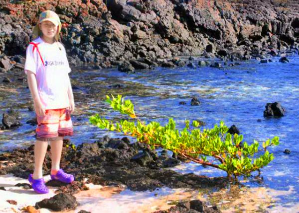 04-04-13_ Bachas Beach_Mangrove ������-0001.JPG