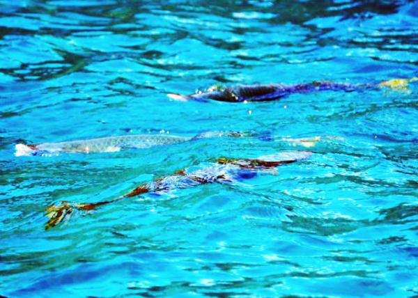 04-04-13_ Tropical Fish �ȴ���0001.JPG