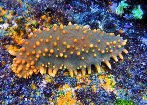 04-04-13_ Marine_Sea Cucumber ����0001.JPG