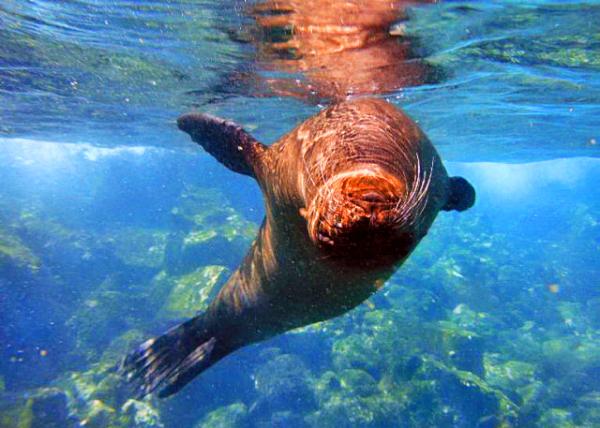 04-04-13_ Marine_Sea Lion ��ʨ0001.JPG