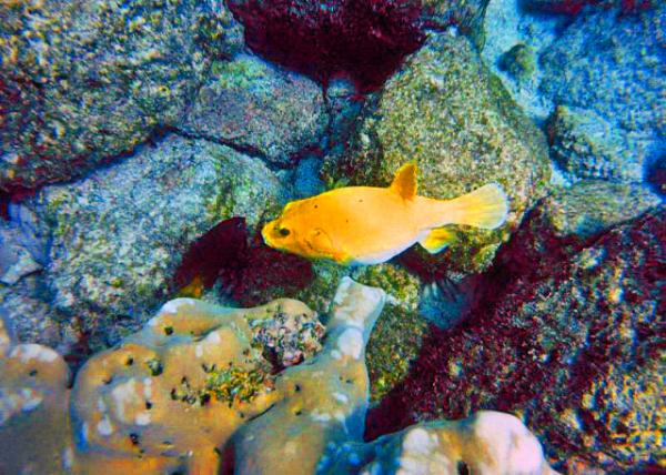 04-04-13_ Marine_Guineafowl Puffer �׵�����0001.JPG
