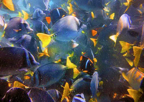 04-04-13_ Marine_Razor Surgeonfish �������β��-0001.JPG