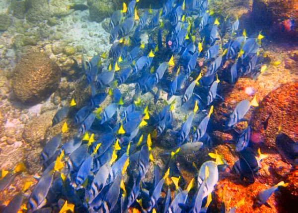 04-04-13_ Marine_Razor Surgeonfish-20001.JPG