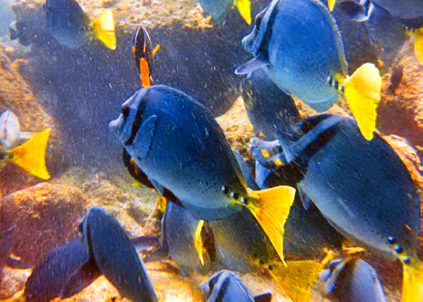04-04-13_ Marine_Razor Surgeonfish-30001.JPG