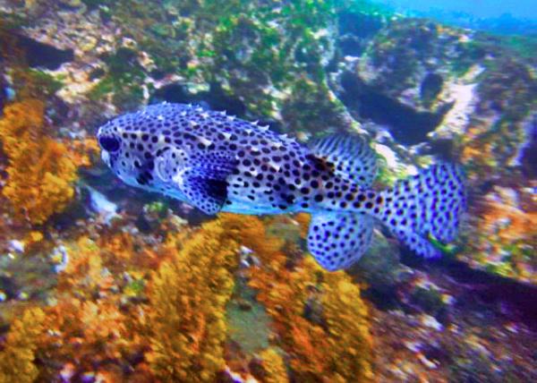 04-04-13_ Marine_Spotfin Burrfish �����̴���0001.JPG