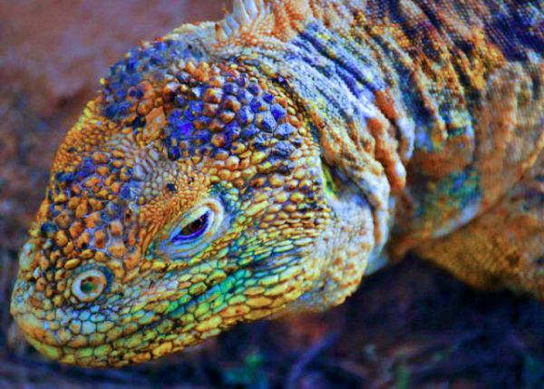 04-04-13_ Land Iguana, Heat-Absorbed from Sunbath on Volcanic Rock & Heat-Conserved in Burrows from Sleep at Night-100001.JPG