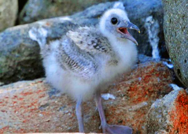 04-04-13_ Lava Gull Juvenile С����Ÿ -20001.JPG