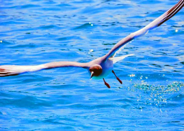 04-04-13_ Lava Gull-20001.JPG
