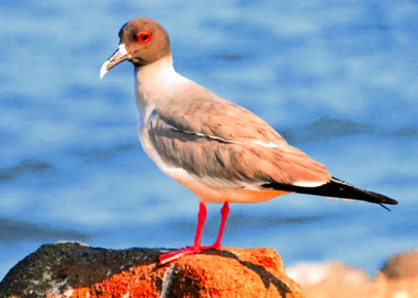 04-04-13_ Lava Gull the Rarest on Earth ��������ĺ�Ÿ0001.JPG