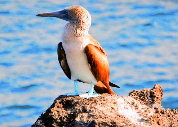 04-04-13_ Blue-footed Booby_The White Underparts unlike the Dark Brown Wings & the Blue Legs�������ʾ����ɫ���²����������ɫ�������Ȳ�ͬ0001.JPG