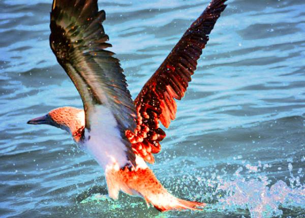 04-04-13_ Blue-footed Booby_Neck & Head w Distinctive Coloring & Beak ����ͷ�������ɫ���в�ͬ0001.JPG