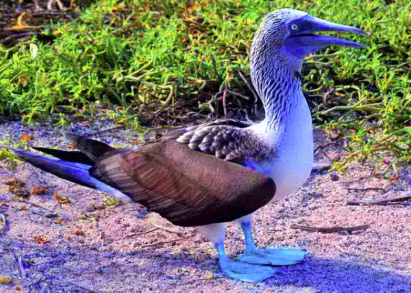 04-04-13_ Blue-footed Booby_The Brightness of the Feet Decreases w Age �ŵ����Ȼ��������������������0001.JPG