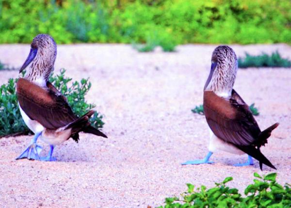 04-04-13_ Blue-footed Booby-50001.JPG