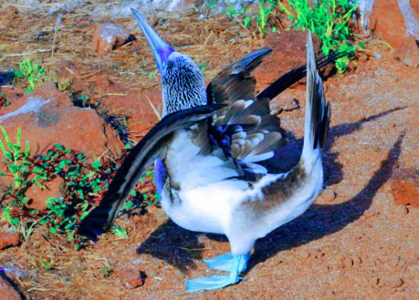 04-04-13_ Blue-footed Booby_Displaying w Sky-Pointing  ָ������󰮷�ʽ0001.JPG