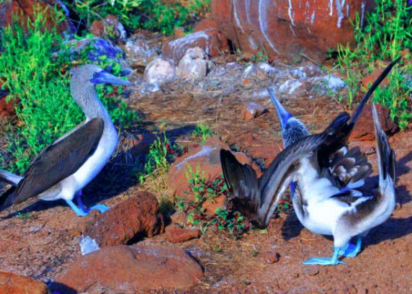 04-04-13_ Blue-footed Booby_Males display their feet in an elaborate mating ritual by lifting them up and down while struttin0001.JPG