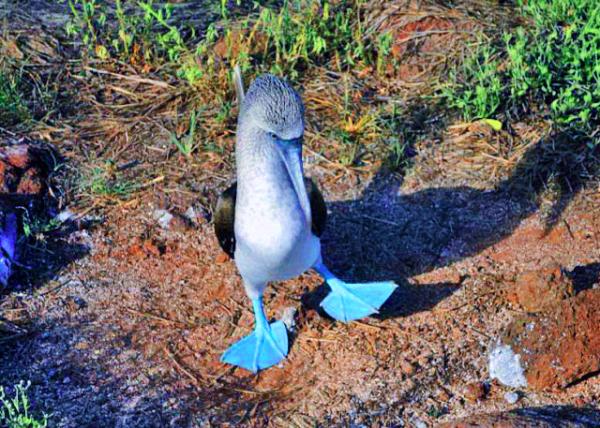 04-04-13_ Blue-footed Booby_Another Way of Displaying by Raising A Foot ��һ����ʾ��ʽ����̧��0001.JPG