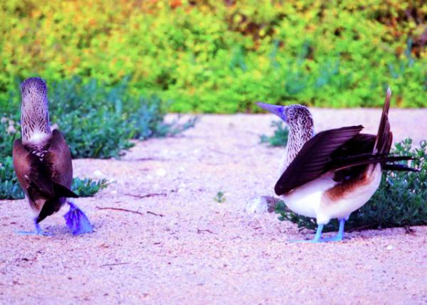 04-04-13_ Blue-footed Booby-60001.JPG