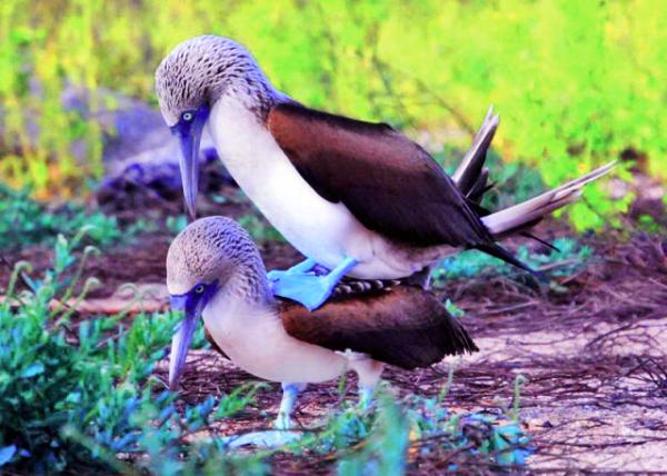 04-04-13_ Blue-footed Booby_Male (left) has a smaller pupil w slightly lighter feet and is smaller in size than the female ����ͫ�׽�С�������ᣬ����0001.JPG