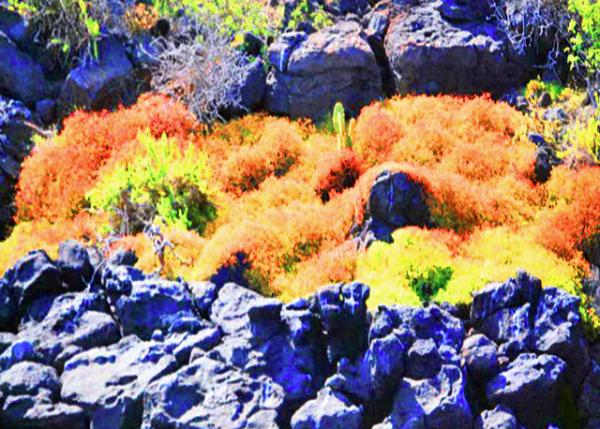 04-04-13_ Gal��pagos Islands Xeric Scrub ��������˹Ⱥ���������-10001.JPG