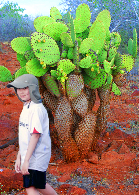 04-04-13_ Opuntia Forest ��������-10001.jpg