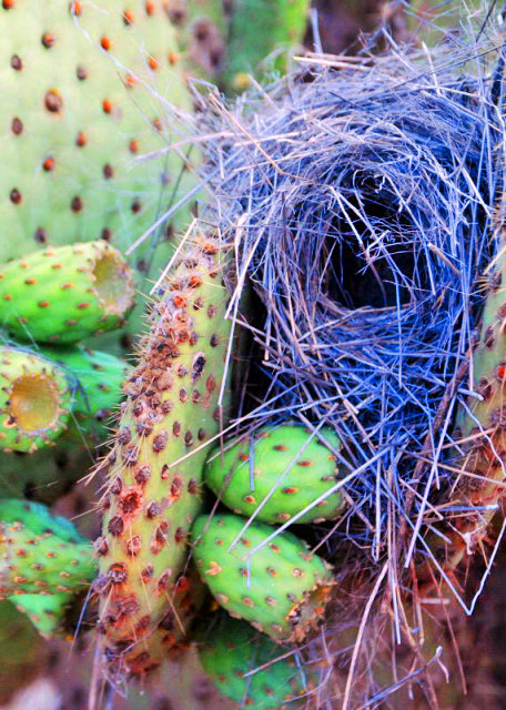 04-04-13_ Fitch's Nest on Opuntia ����������ȸ��0001.JPG