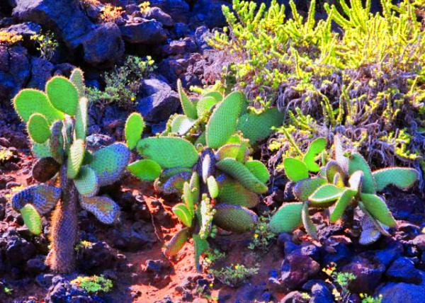 04-04-13_ Opuntia0001.JPG