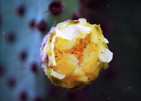 04-04-13_ Opuntia Flower0001.JPG