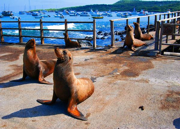 04-05-13_ Puerto Baquerizo Moreno_Galapagos Sea Lions �޹굺��ʨ-30001.JPG