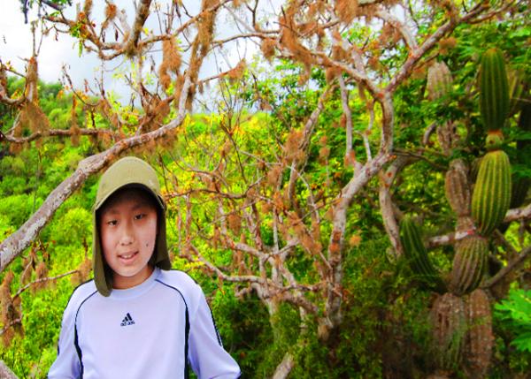 04-05-13_ Plant_Liana Tree �ٱ�����0001.JPG