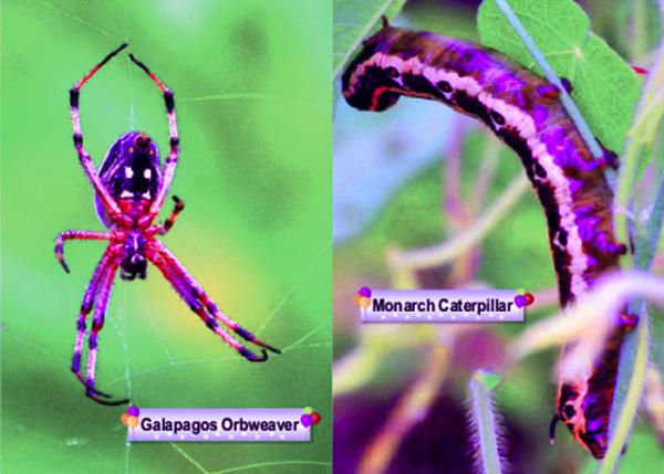 Insects.jpg