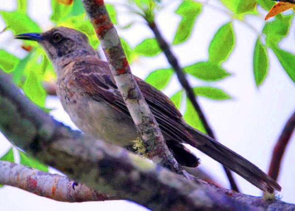 04-05-13_ Animal_Chatham Mockingbird-20001.JPG