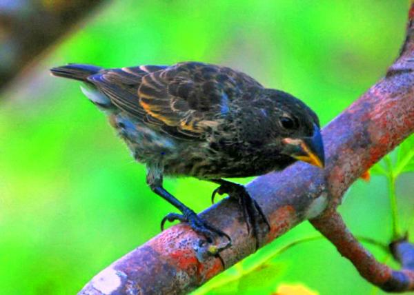 04-05-13_ Animal_Large Ground Finch �����ȸ0001.JPG
