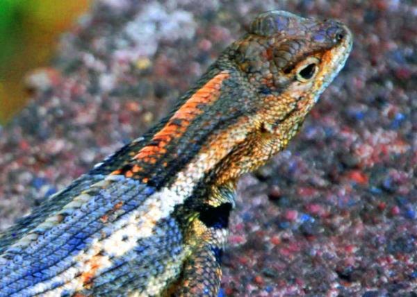 04-05-13_ Animal_Gal��pagos Lava Lizard �޹굺��������0001.JPG