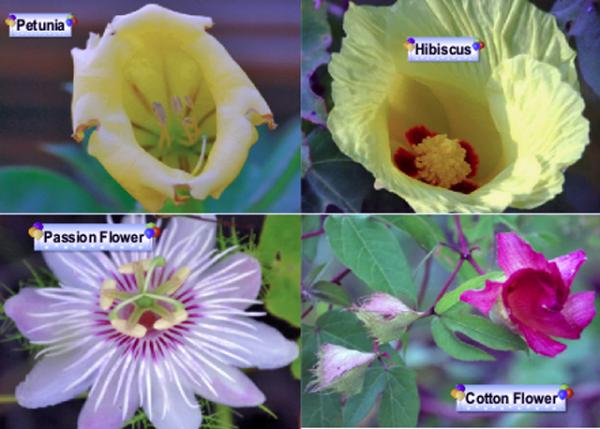 Flowers-1.jpg