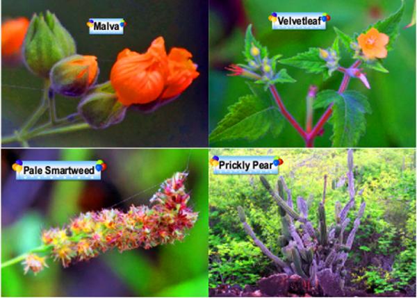 Flowers-2.jpg
