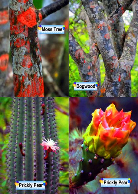 Flowers-4.jpg