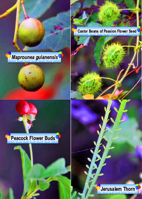 Flowers-5.jpg